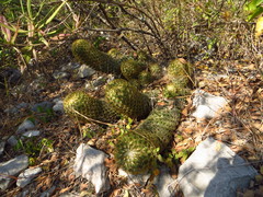 Coryphantha erecta