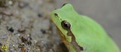 Hyla flaviventris