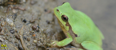 Hyla flaviventris