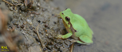Hyla flaviventris