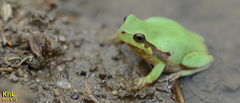 Hyla flaviventris