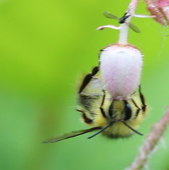 Bombus sitkensis