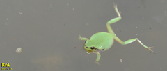 Hyla flaviventris