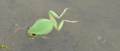 Hyla flaviventris