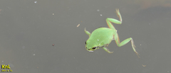 Hyla flaviventris