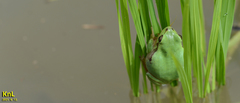 Hyla flaviventris