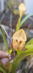 Maxillaria egertoniana