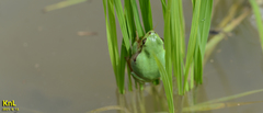 Hyla flaviventris