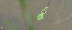 Hyla flaviventris