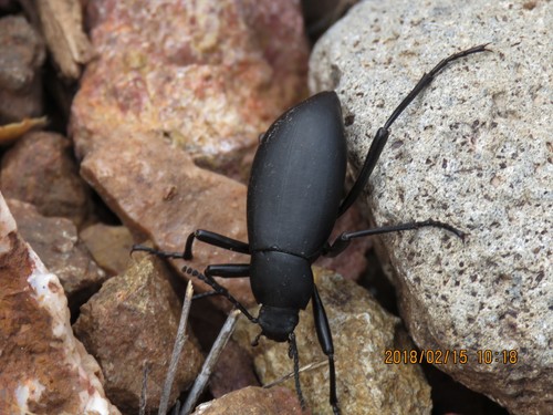 Eleodes subnitens LeConte, 1851