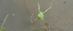 Hyla flaviventris