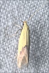 Opogona protodoxa