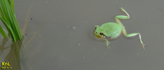 Hyla flaviventris