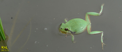 Hyla flaviventris