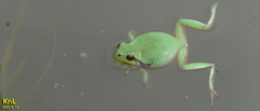 Hyla flaviventris