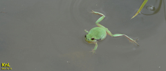Hyla flaviventris