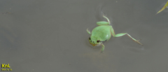 Hyla flaviventris