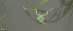 Hyla flaviventris