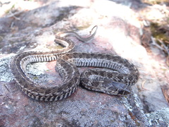 Thamnophis scaliger