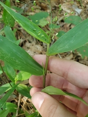 Dichanthelium commutatum commutatum