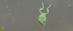 Hyla flaviventris