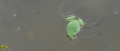 Hyla flaviventris