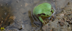 Hyla flaviventris