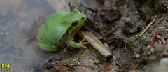 Hyla flaviventris