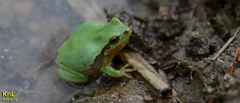 Hyla flaviventris