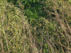 Acrocephalus concinens