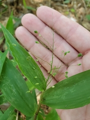 Dichanthelium commutatum commutatum