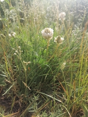 Astragalus austrosibiricus