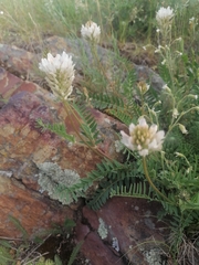Astragalus austrosibiricus