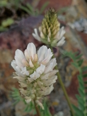 Astragalus austrosibiricus