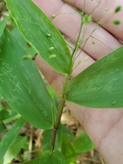 Dichanthelium commutatum commutatum