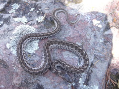 Thamnophis scaliger