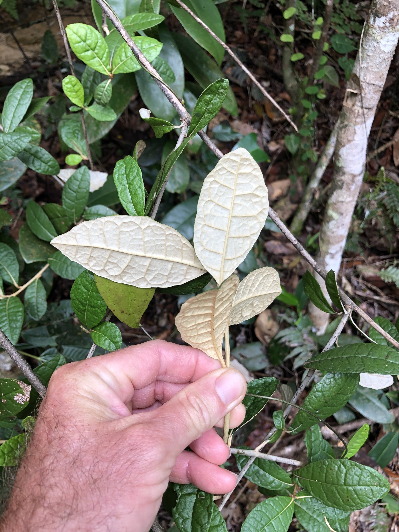 Piptocoma acevedoi