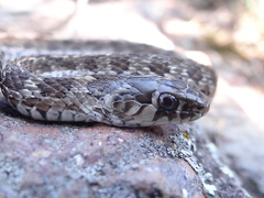 Thamnophis scaliger
