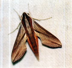 Hippotion boerhaviae