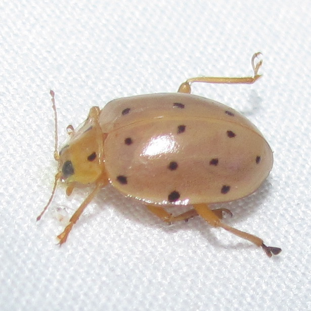 Cream-colored Lady Beetle (Neohalyzia perroudi) · iNaturalist