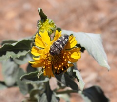 Acmaeodera bowditchi