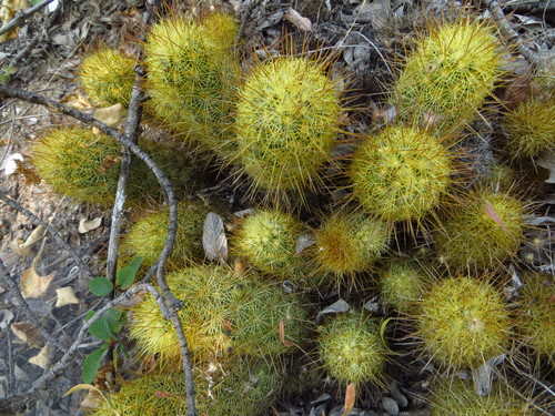 Gold Lace Cactus