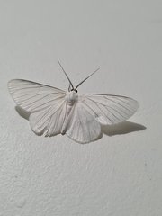 Lepidoptera