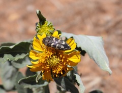 Acmaeodera bowditchi