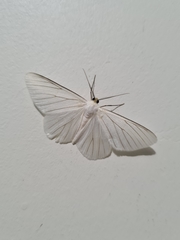 Lepidoptera