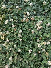 Trifolium repens