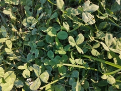 Trifolium repens