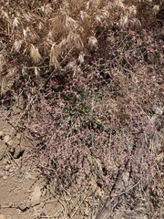 Eriogonum cithariforme