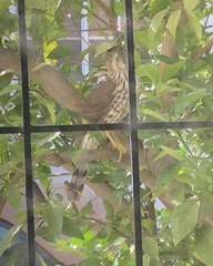 Accipiter cooperii