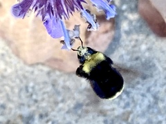 Bombus vosnesenskii